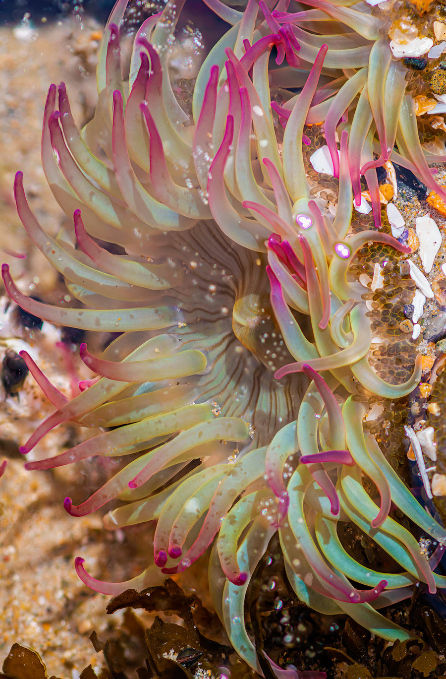 Sea Anemone