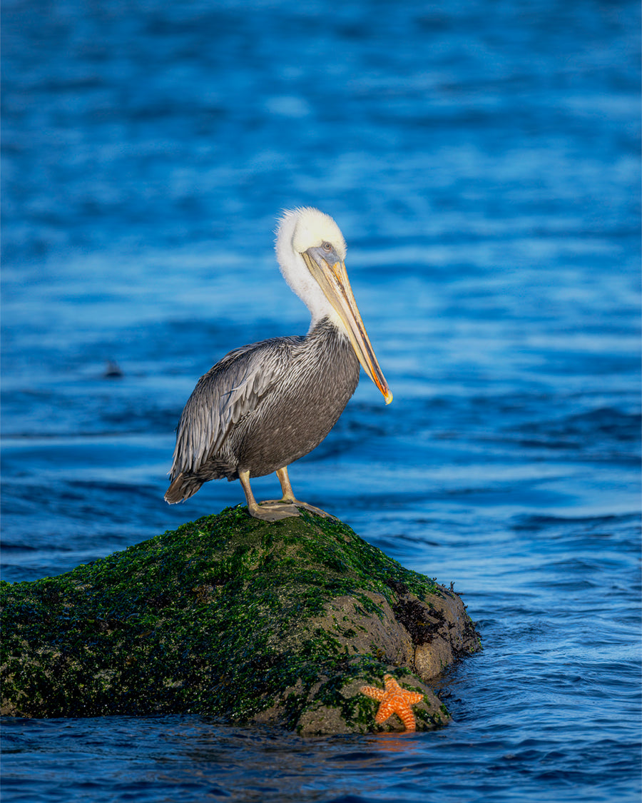 Pelican + Starfish